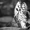imullinax